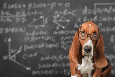 Basset hound