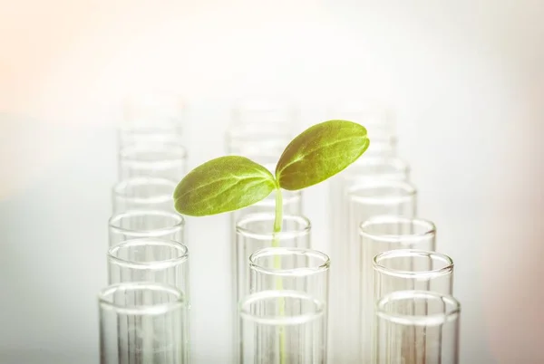 Pequenas Plantas Tubos Ensaio Conceito Cuidados Botânicos — Fotografia de Stock