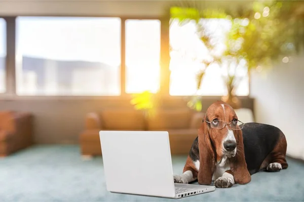 Basset Hound Dog Med Modern Laptop — Stockfoto