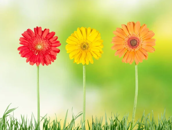 Drei Helle Gerbera Blumen Romantischer Hintergrund — Stockfoto