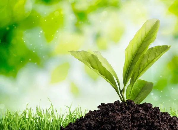 Crecimiento Nueva Planta Verde Vida Suelo — Foto de Stock