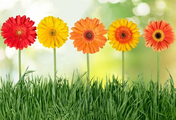 Wachsen Helle Blumen Und Grünes Gras — Stockfoto