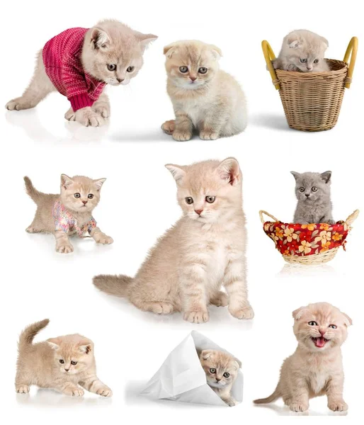 Cute Ginger Kitten White Background — Stock Photo, Image