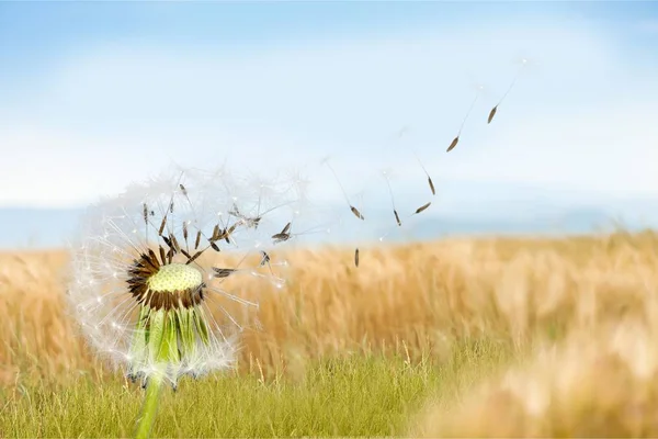 Flying seeds of dandelion, spring flower