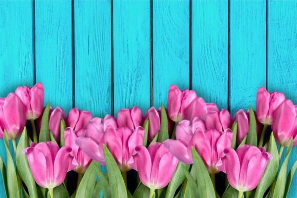 Tulipas Primavera Rosa Pranchas Madeira Azul — Fotografia de Stock