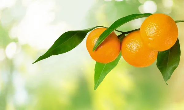 Ripe oranges on branch — Stock Photo, Image