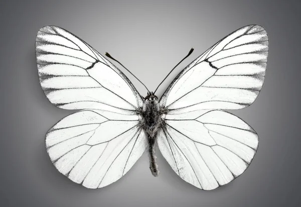 Roztomilý bílý motýl — Stock fotografie