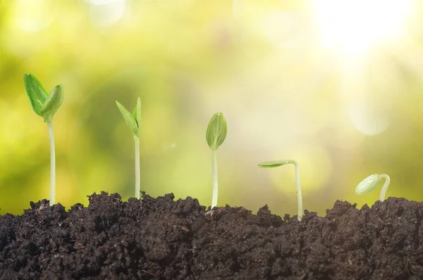 新生命绿色植物在土壤中的生长 — 图库照片