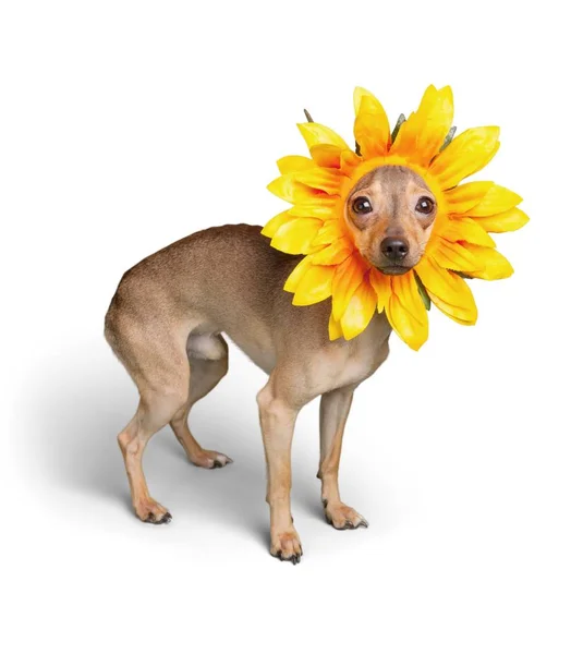 Grappige Hond Bloemenkrans — Stockfoto