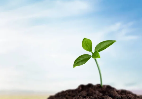 Wachstum Einer Neuen Lebendigen Grünen Pflanze Boden — Stockfoto