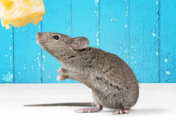Rato Cinzento Animal Pedaço Queijo — Fotografia de Stock