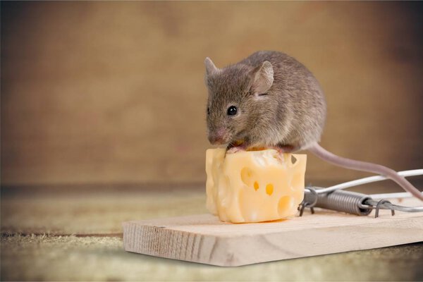Trap with cheese and mouse, close-up view