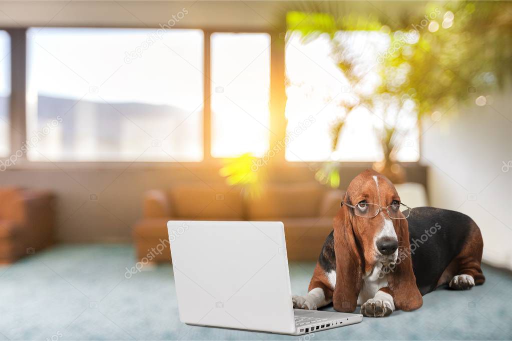 Basset Hound dog with modern laptop