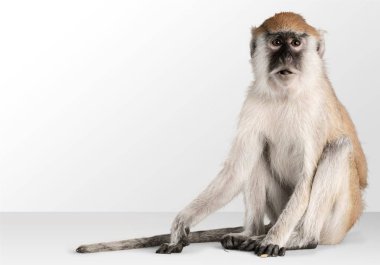 Cute Monkey animal on light background  clipart