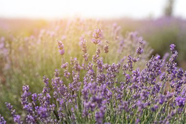 Mor lavanta alan yakından görmek