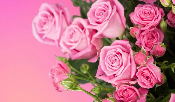 Beautiful Pink Roses Light Background — Stock Photo, Image