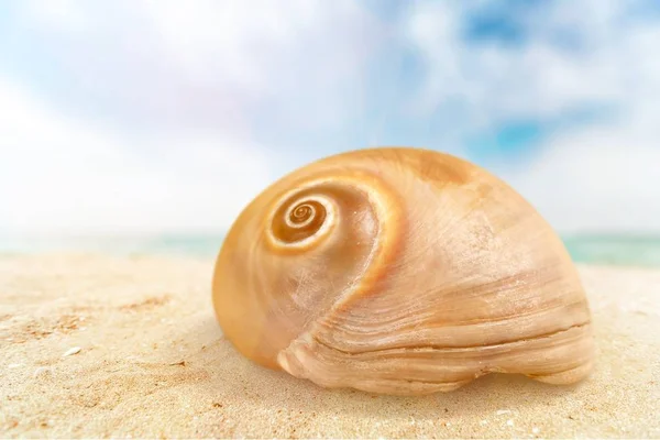 Nagy Egzotikus Seashell Homokos Strandon — Stock Fotó
