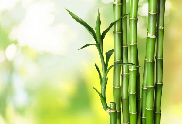 Many Bamboo Stalks Blurred Background — Stock Photo, Image