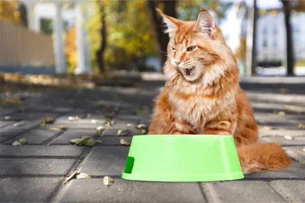 ボウルから食べるふわふわの猫 — ストック写真