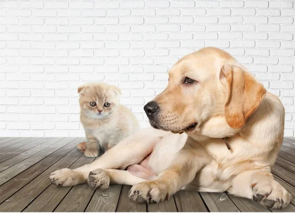 Lindo Perro Pequeño Gato — Foto de Stock