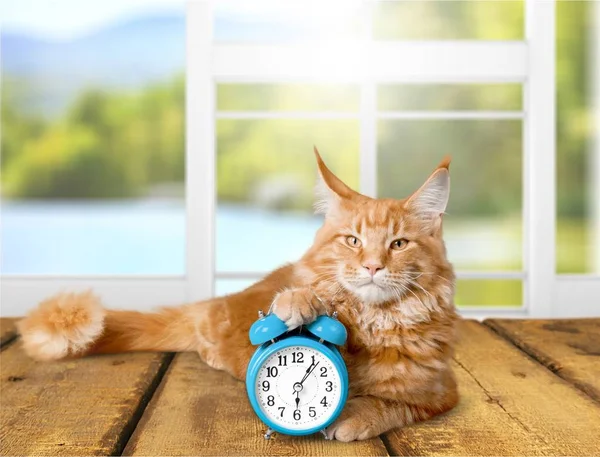 桌上有闹钟的可爱的红猫 — 图库照片