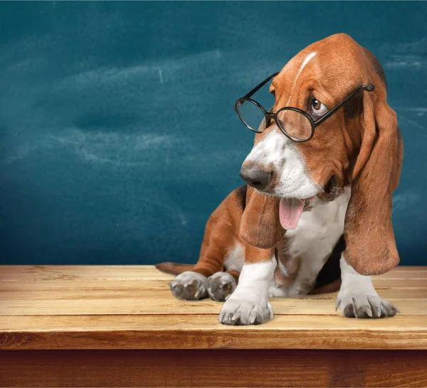Roztomilý Pes Basset Hound Brýlích — Stock fotografie