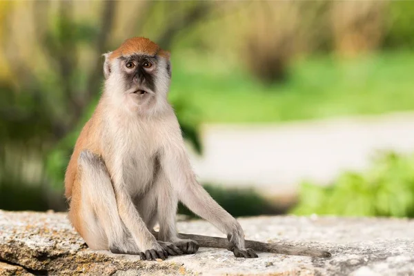 Słodkie Zwierzęta Małpa Patrząc Kamery — Zdjęcie stockowe