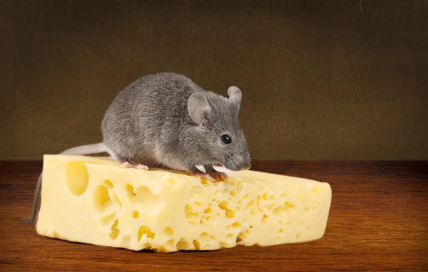 Rato Cinzento Animal Pedaço Queijo — Fotografia de Stock