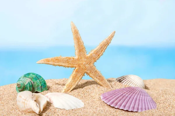 Estrela Mar Conchas Areia Conceito Viagem — Fotografia de Stock