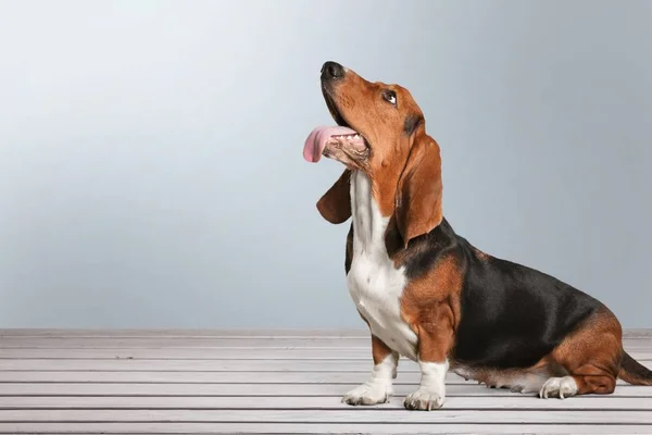 Basset Hound Cão Sentado Chão — Fotografia de Stock