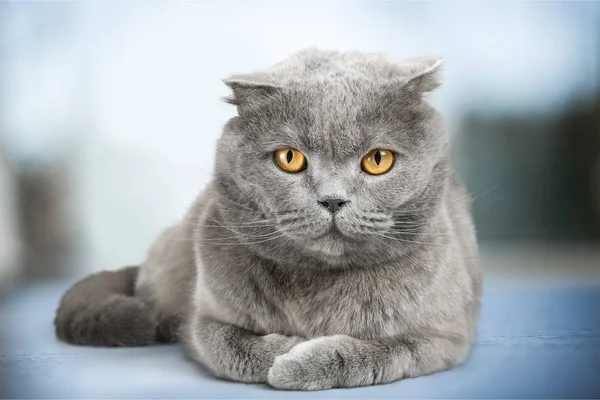 Britânico Shorthair Gato Fundo — Fotografia de Stock