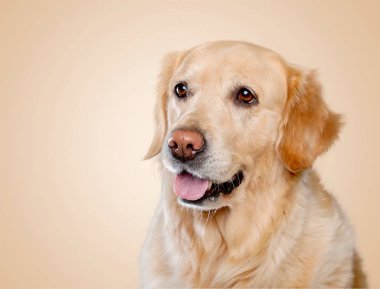 Golden retriever oturan görünümü kapatın