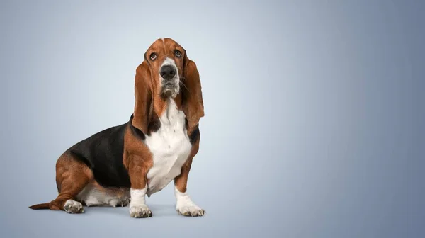 Basset Hound Pes Izolované Pozadí — Stock fotografie