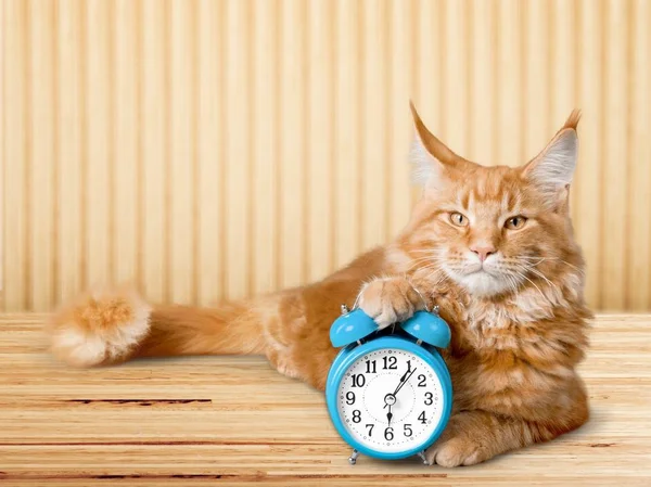 Adorable Gato Rojo Con Despertador Mesa — Foto de Stock