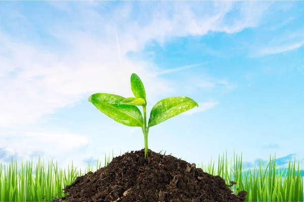 Groei Van Nieuwe Leven Groene Plant Bodem — Stockfoto