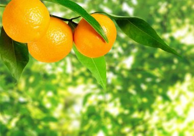 doğal arka plan bulanık dalda üzerinde olgunlaşmış portakal