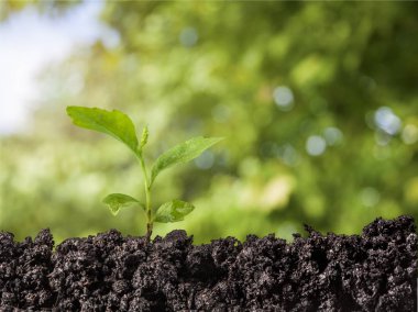 Toprakta yeni yaşam yeşil bitkinin büyüme