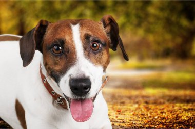 Jack Russell Terrier köpek açık, yakın görüş