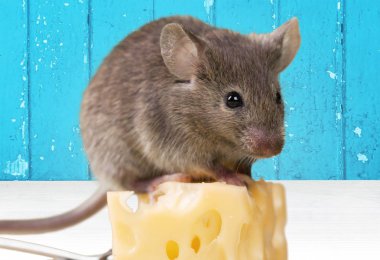 peynir ve fare ile tuzak