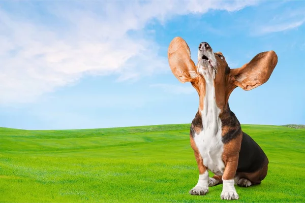 Adorável Basset Cão Cão Sentado Grama Verde — Fotografia de Stock