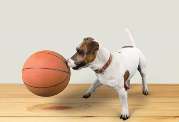 Χαριτωμένο Σκυλί Παίζει Μπάλα Μπάσκετ Στο Ξύλινο Πάτωμα — Φωτογραφία Αρχείου