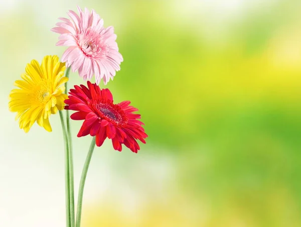 Gerbera Blumen Isoliert Auf Dem Hintergrund — Stockfoto