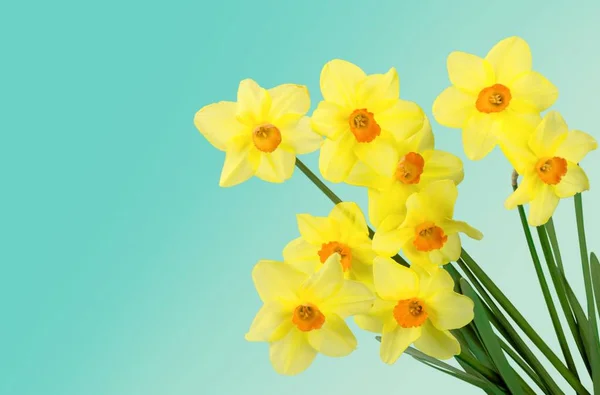 Piękne Żółte Kwiaty Narcyza Niebieskim Tle — Zdjęcie stockowe