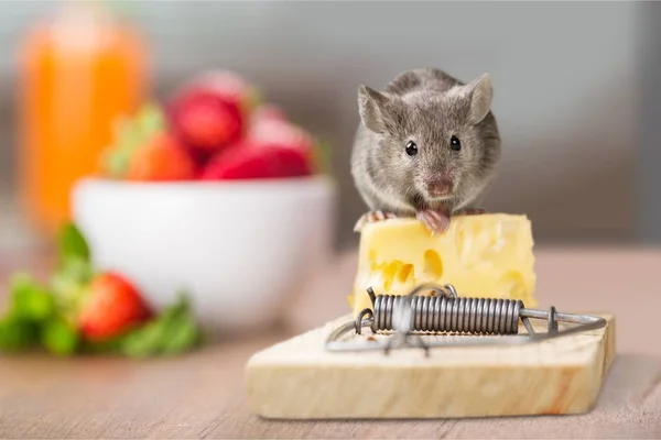 Close View Mousetrap Mouse — Stock Photo, Image