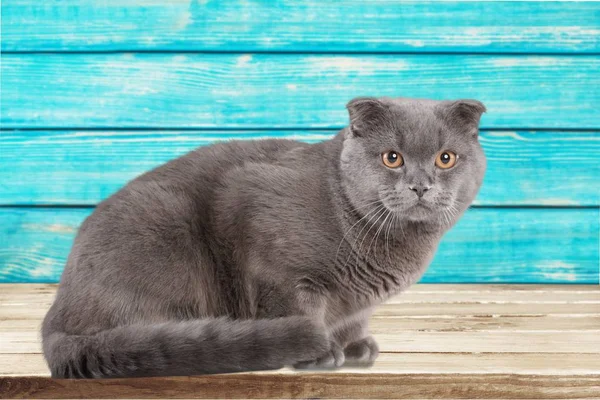 British Shorthair Cat Background — Stock Photo, Image