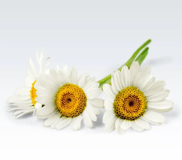 Mooie Kamille Bloemen Close Bekijken — Stockfoto