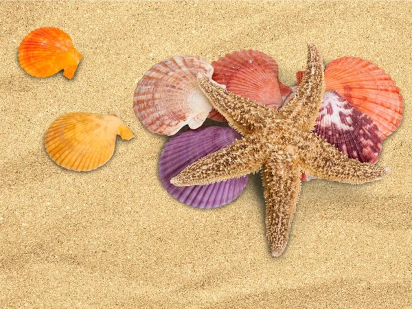 Красивые Ракушки Песчаном Пляже Летние Каникулы — стоковое фото