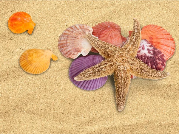 Mooie Schelpen Aan Zandstrand Zomervakantie — Stockfoto