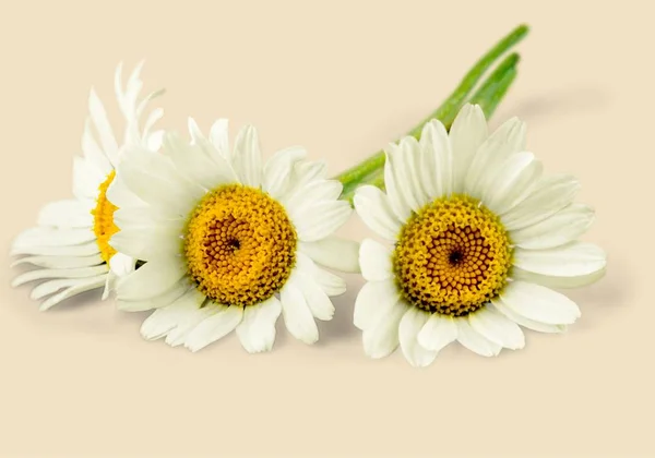 Piękne Kwiaty Rumianku Widok Bliska — Zdjęcie stockowe