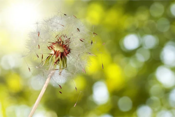 タンポポ 春の花の種子を飛行 — ストック写真